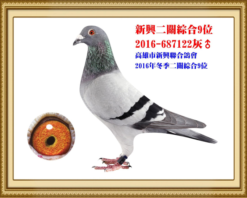 新興二關綜合9位 2016-687122灰公