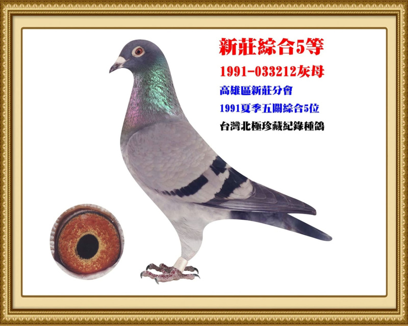 新莊綜合5等 1991-033212灰母
