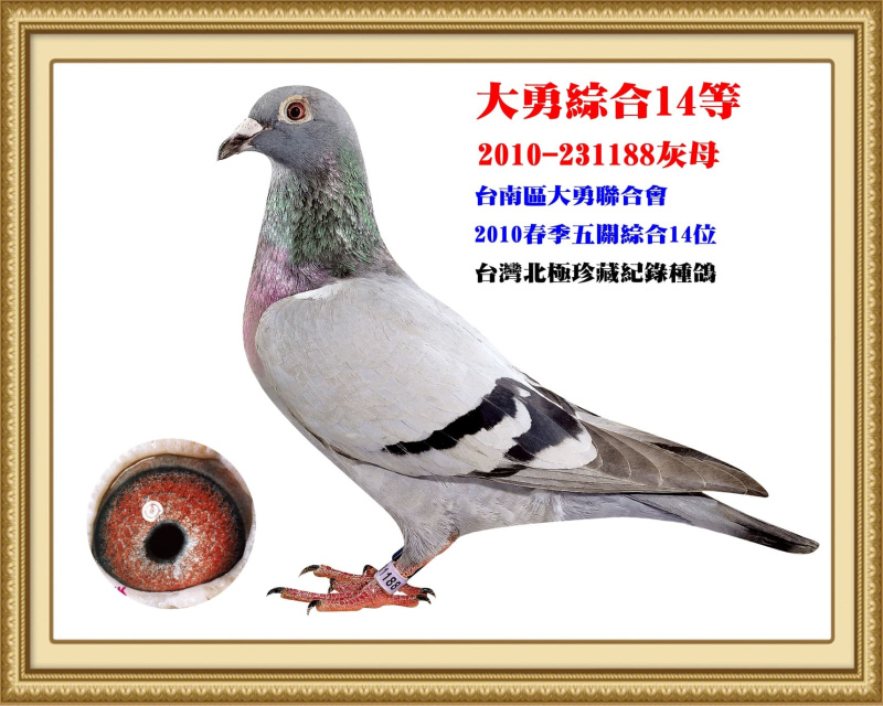 大勇綜合14等 2010-231188灰母