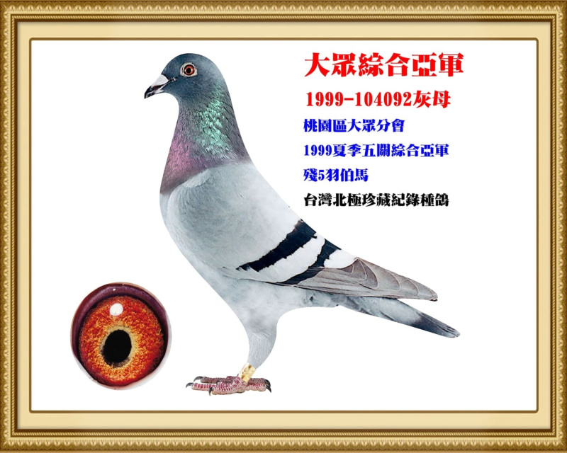 大眾綜合亞軍 1999-104092灰母
