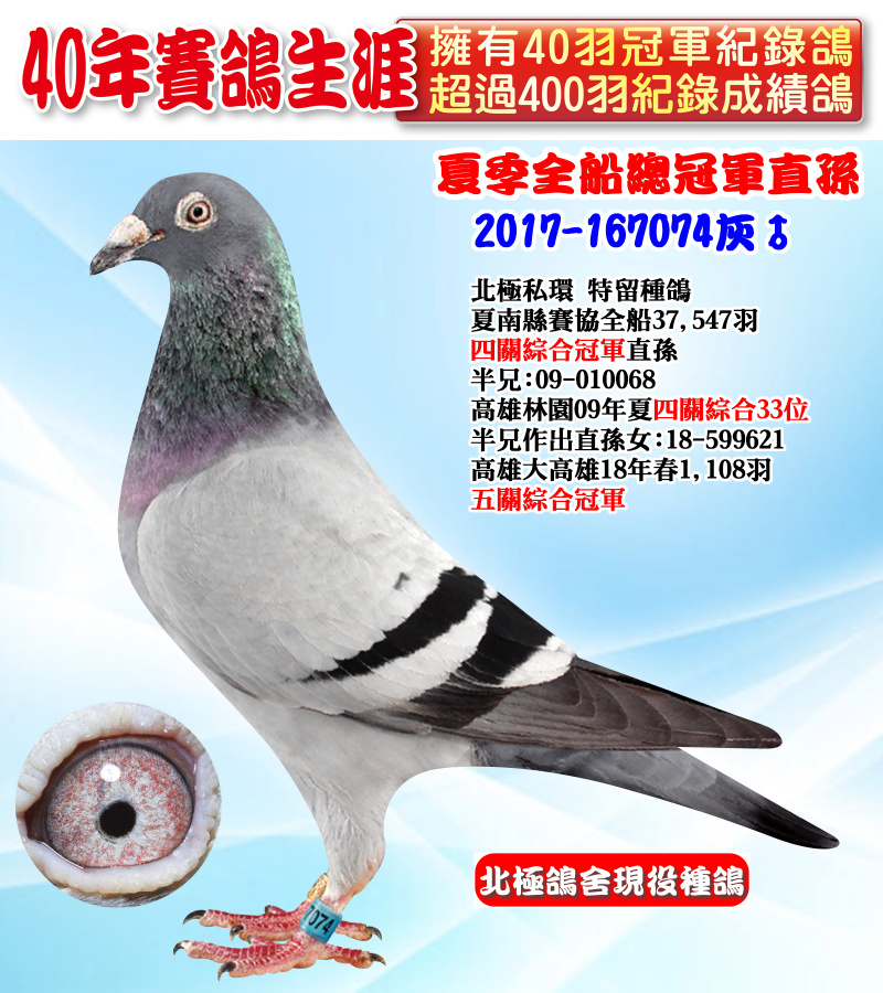 夏季全船總冠軍直孫 2017-167074灰♂