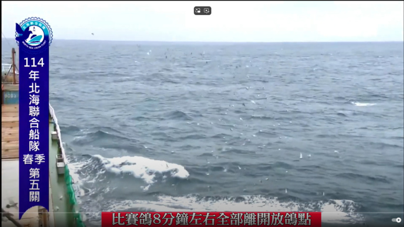 [北海春季賽事]20250423(三)北海春季第五關,北海聯合船隊,上午7:00放鴿實況