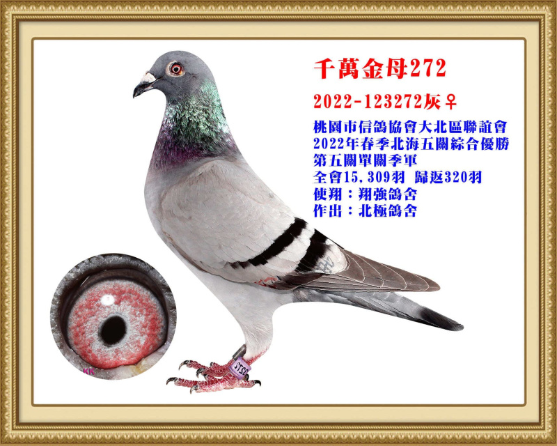 千萬金母272 2022-123272灰母