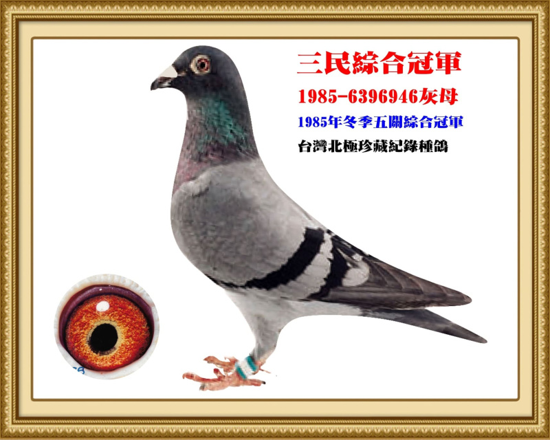 三民綜合冠軍 1985-6396946灰母
