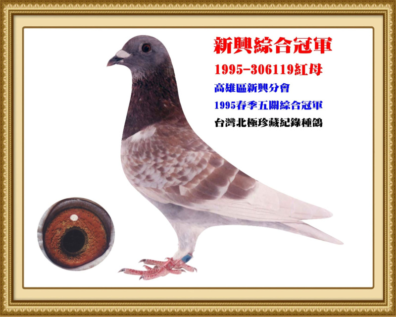 新興綜合冠軍 1995-306119紅母