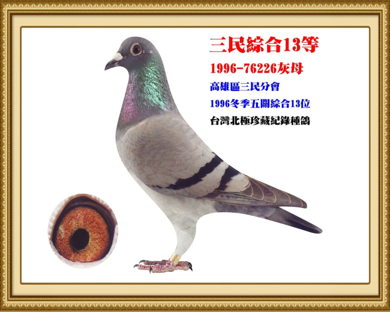 三民綜合13等 1996-76226灰母