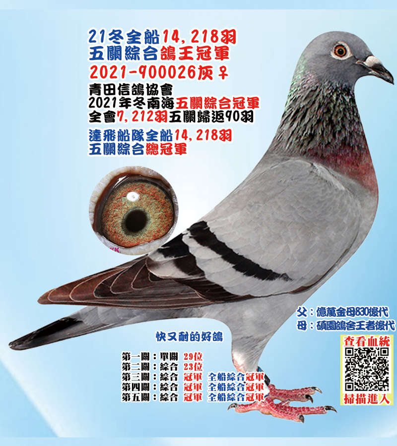 21冬全船14,218羽五關綜合鴿王冠軍