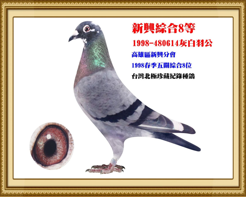 新興綜合8等 1998-480614灰白羽公