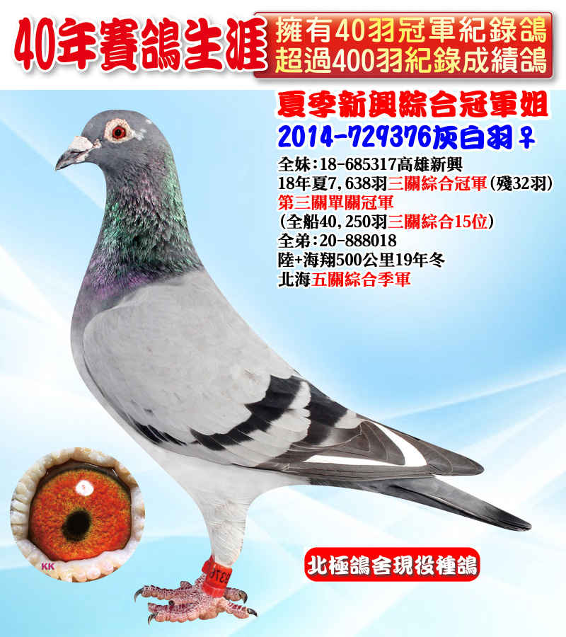 夏季新興綜合冠軍姐 2014-729376灰白羽♀