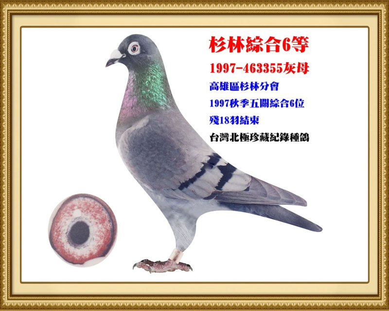 杉林綜合6等 1997-463355灰母