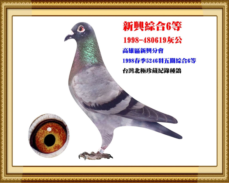 新興綜合6等 1998-480619灰公