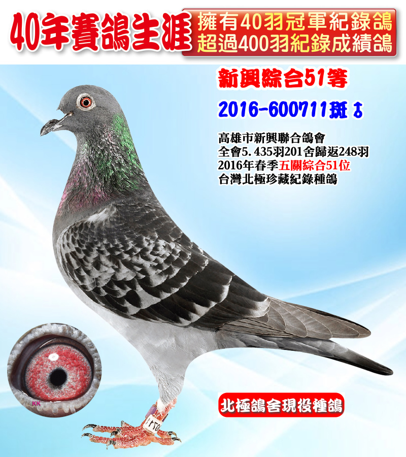 新興綜合51等 2016-600711斑♂