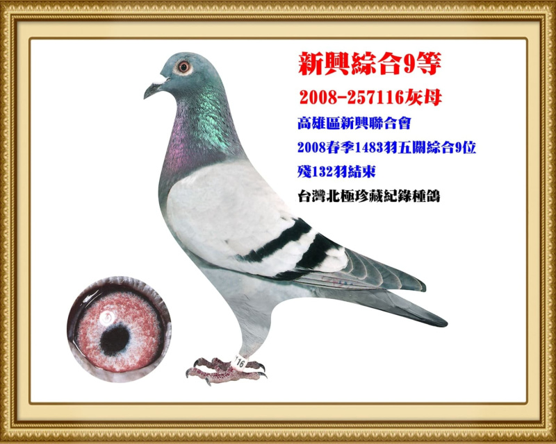 新興綜合9等 2008-257116灰母