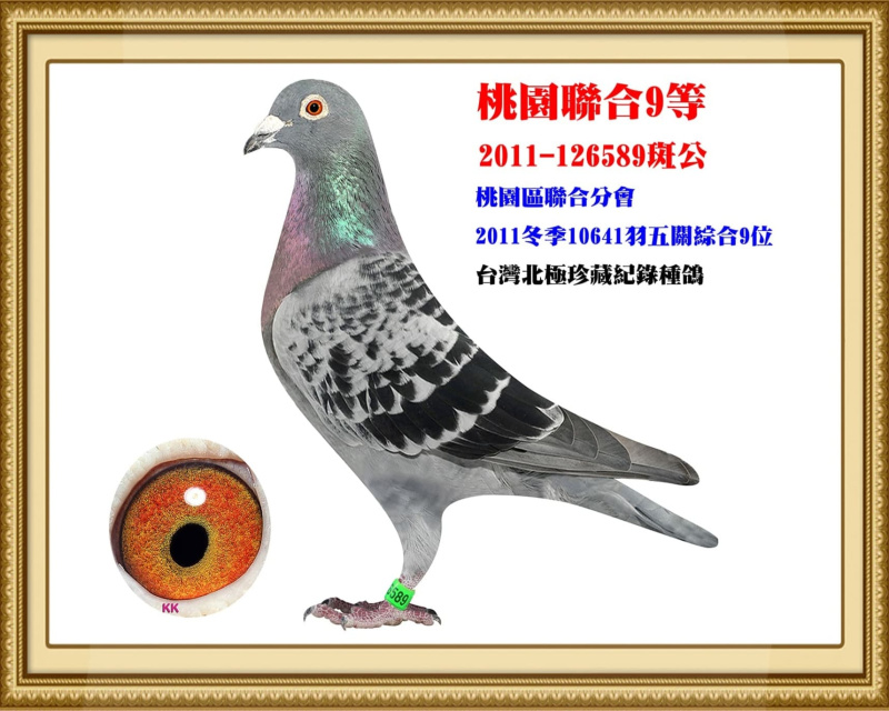 桃園聯合9等 2011-126589斑公