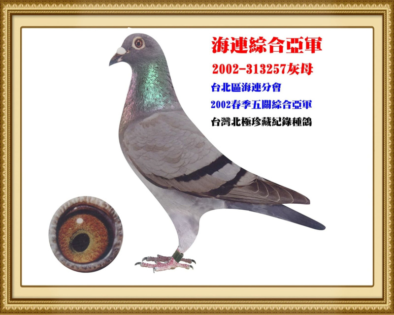 海連綜合亞軍 2002-313257灰母