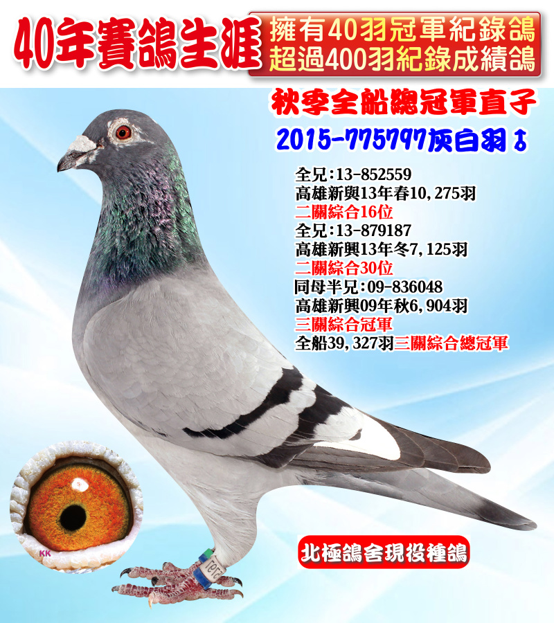 秋季全船總冠軍直子 2015-775797灰白羽♂