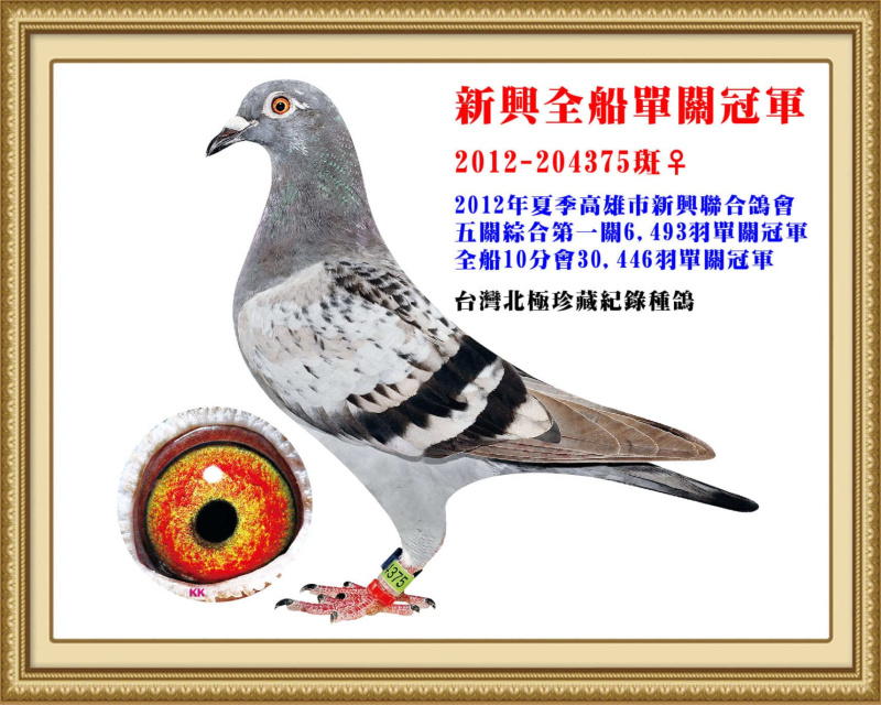 新興全船單關冠軍 2012-204375斑母