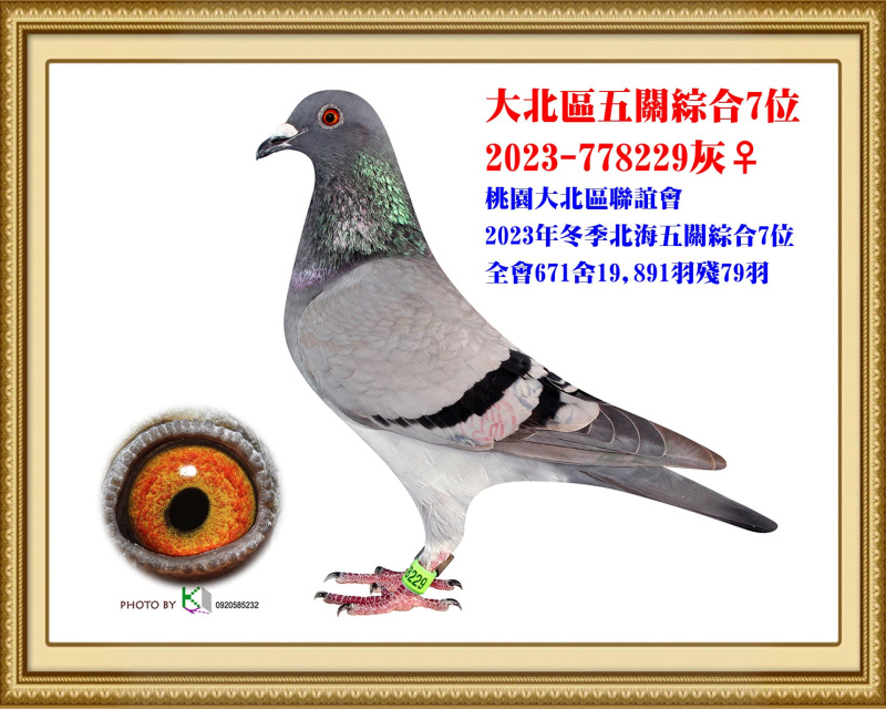 大北區五關綜合7位 2023-778229灰母