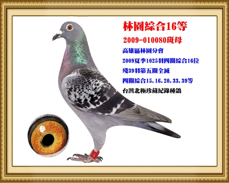 林園綜合16等 2009-010080斑母