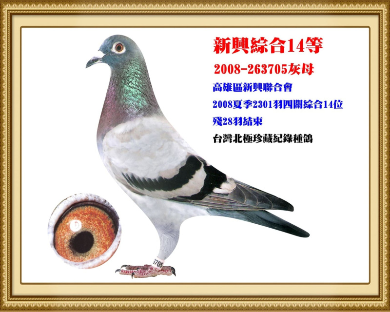 新興綜合14等 2008-263705灰母