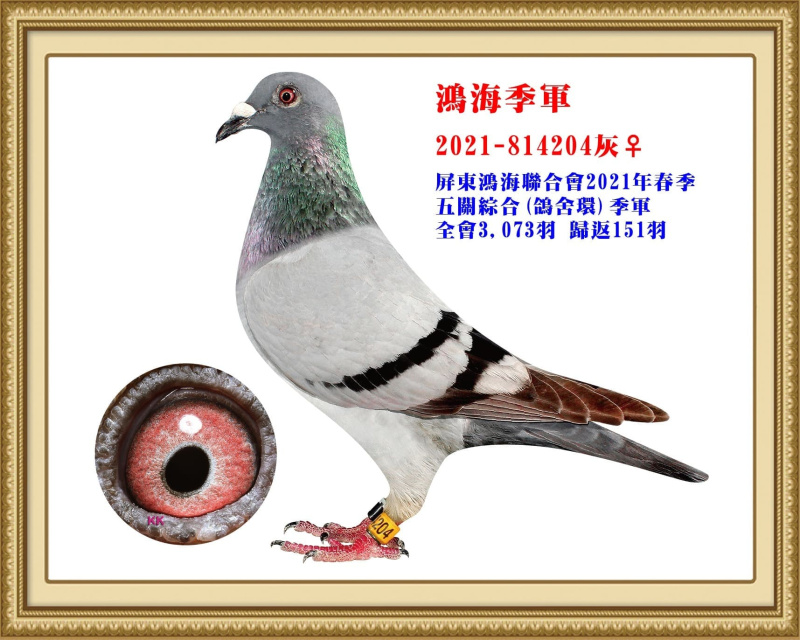 鴻海季軍 2021-814204灰母