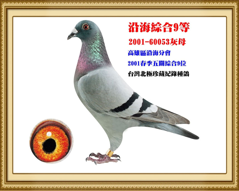 沿海綜合9等 2001-60053灰母