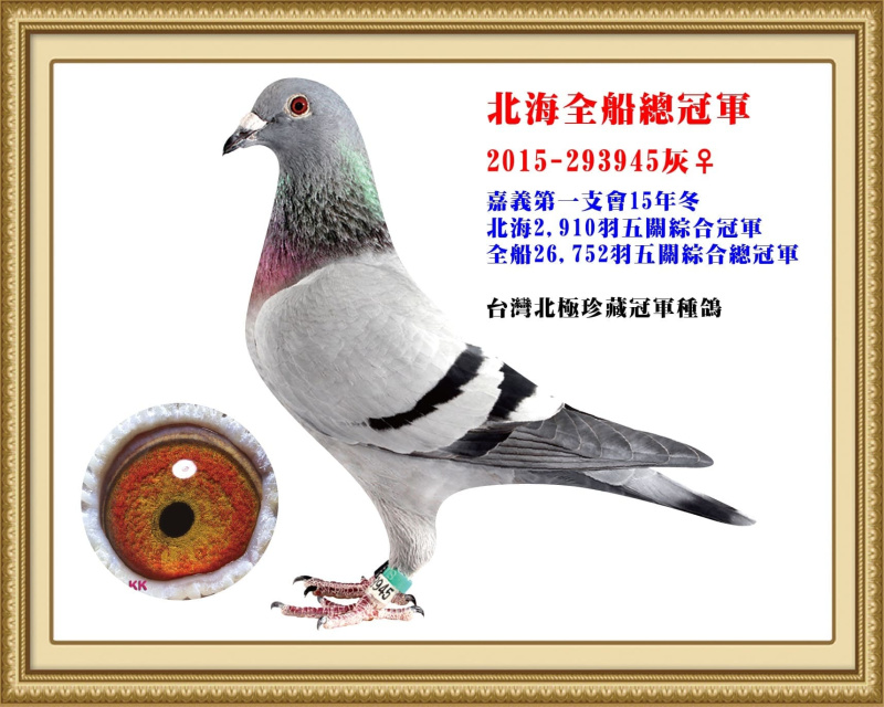 北海全船總冠軍 2015-293945灰母