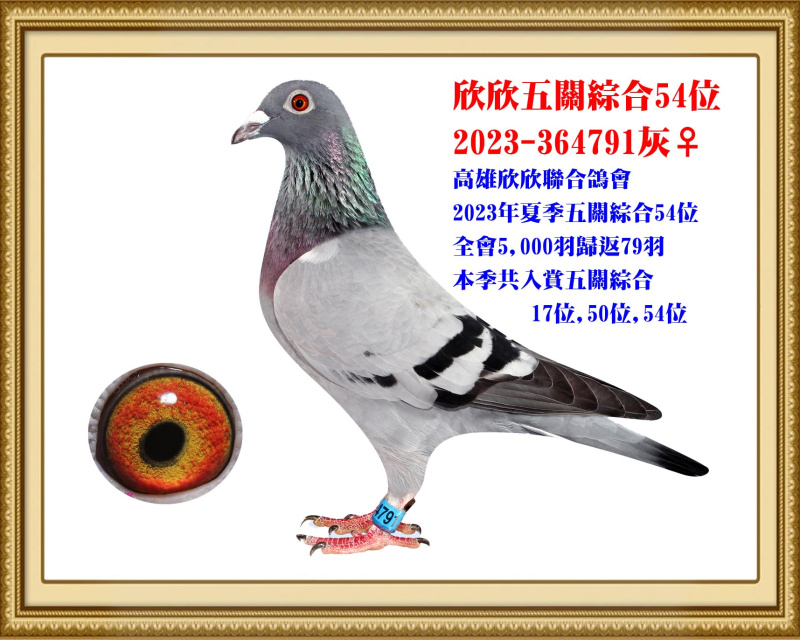 欣欣五關綜合54位 2023-364791灰母