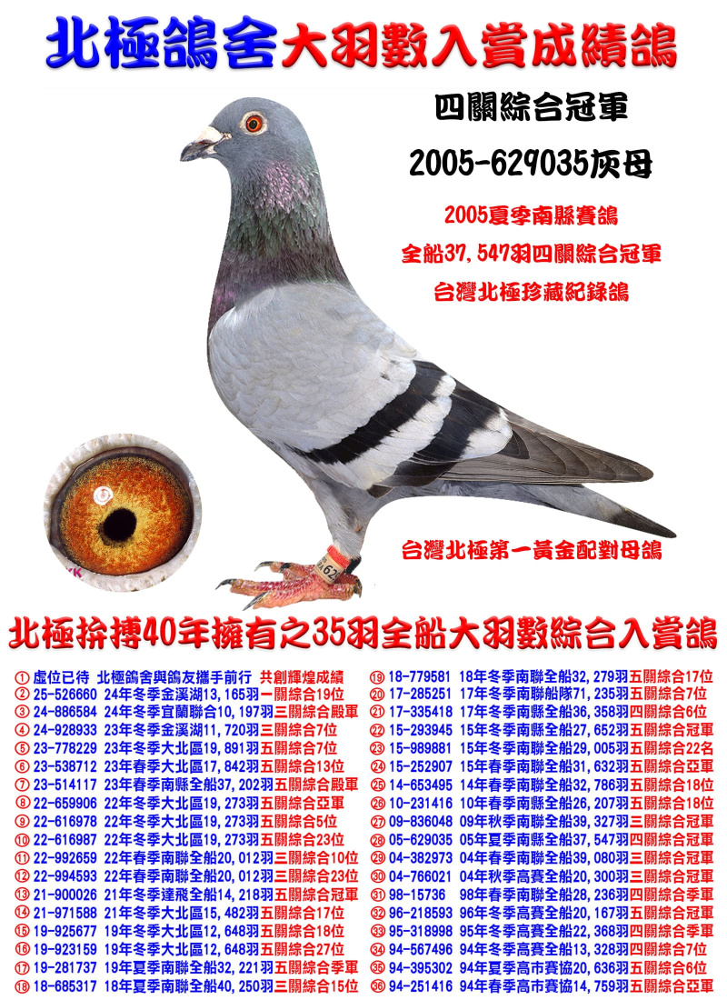 全船37,547羽四關綜合冠軍 2005-629035灰母