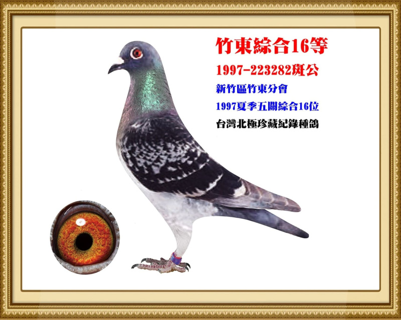 竹東綜合16等 1997-223282斑公
