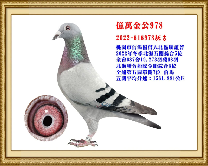 億萬金公978 2022-616978灰公