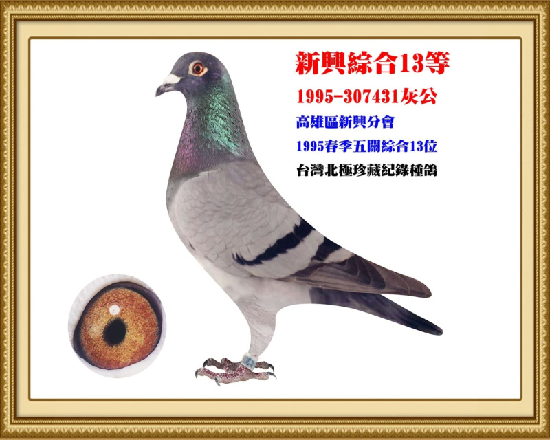 新興綜合13等 1995-307431灰公