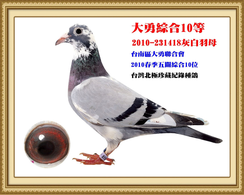 大勇綜合10等 2010-231418灰白羽母