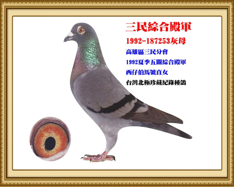 三民綜合殿軍 1992-187253灰母