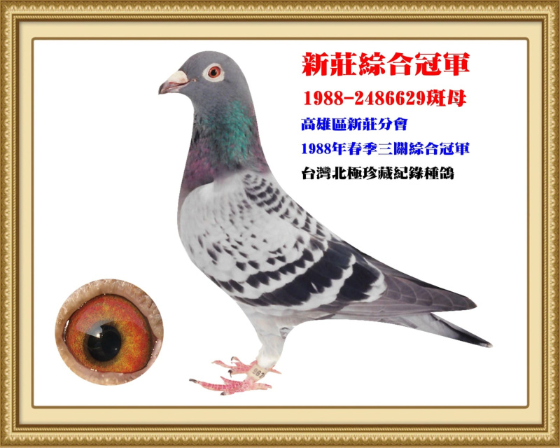 新莊綜合冠軍 1988-2486629斑母