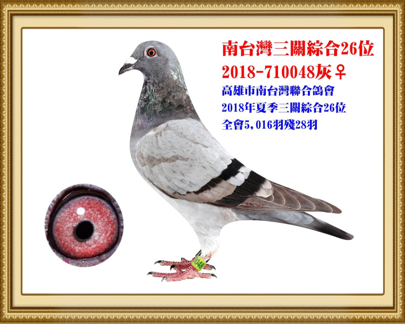 南台灣三關綜合26位 2018-710048灰母
