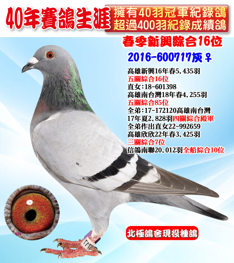 春季新興綜合16位 2016-600717灰♀