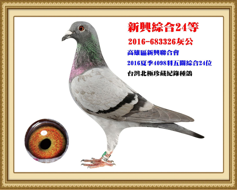 新興綜合24等 2016-683326灰公