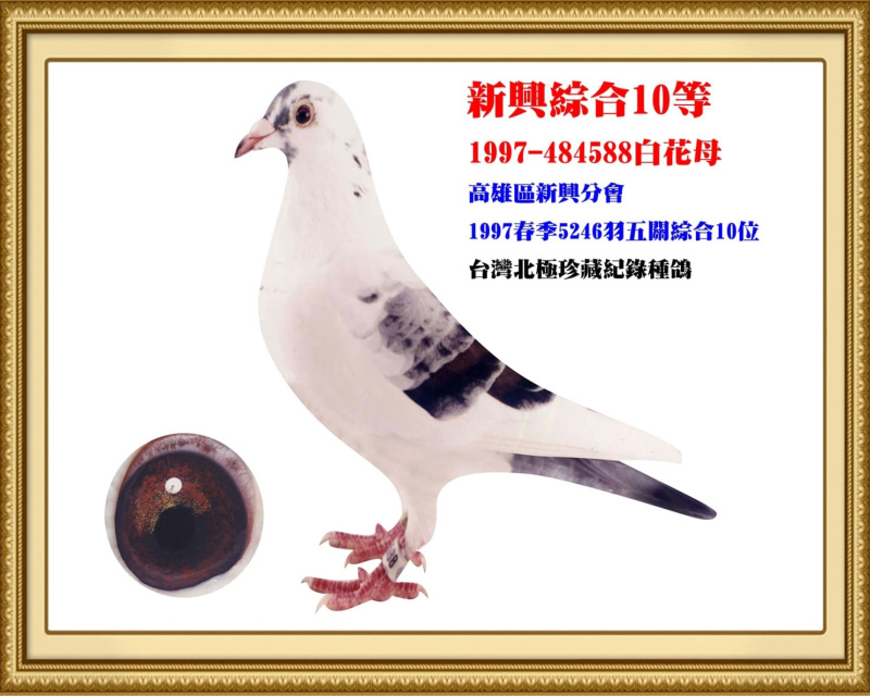 新興綜合10等 1997-484588白花母