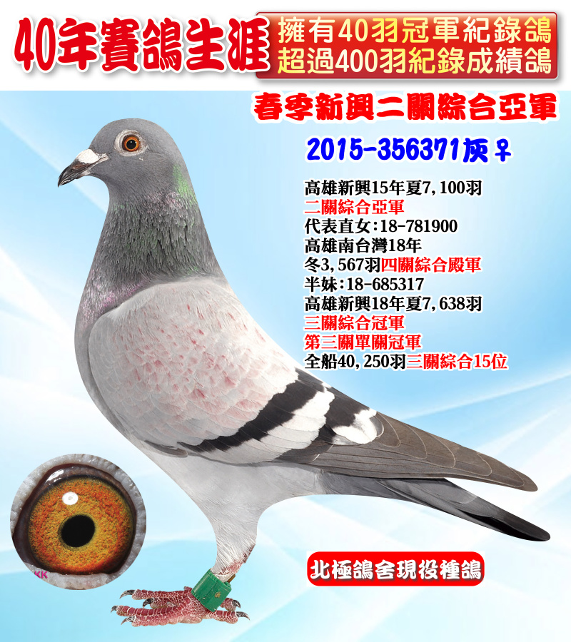 春季新興二關綜合亞軍 2015-356371灰♀