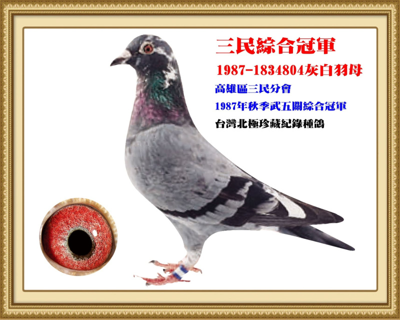 三民綜合冠軍 1987-1834804灰白羽母