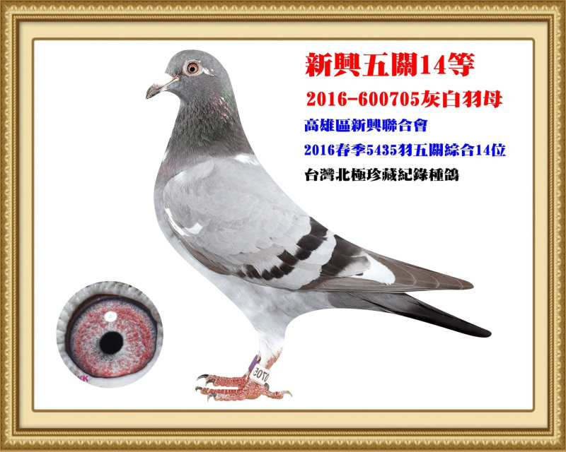 新興五關14等 2016-600705灰白羽母