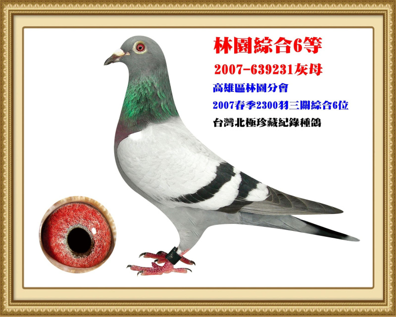 林園綜合6等 2007-639231灰母