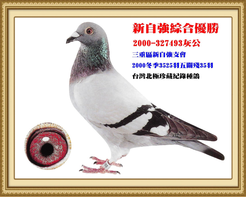 新自強綜合優勝 2000-327493灰公