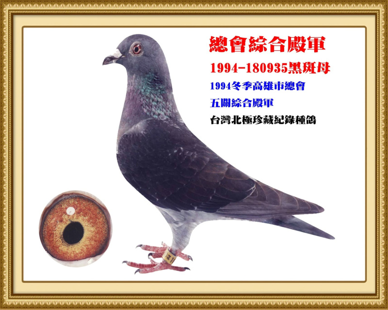 總會綜合殿軍 1994-180935黑斑母