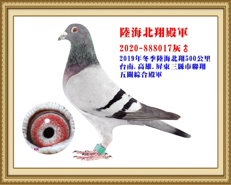陸海北翔殿軍 2020-888017灰公