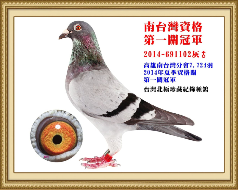 南台灣資格第一關冠軍 2014-691102灰公