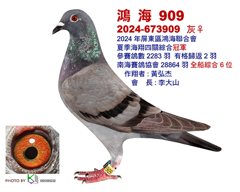 2024年南海夏季屏東區鴻海聯合會四關綜合入賞鴿照-資料出處:Taiwan KK賽鴿網
