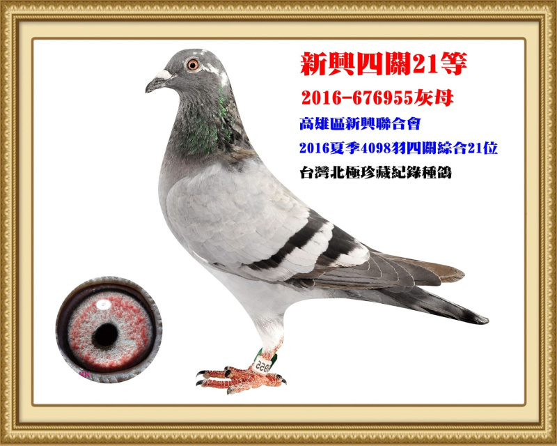 新興四關21等 2016-676955灰母