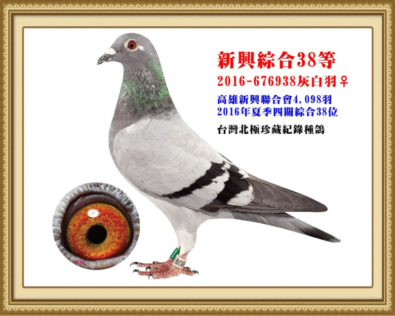新興綜合38等 2016-676938灰白羽母